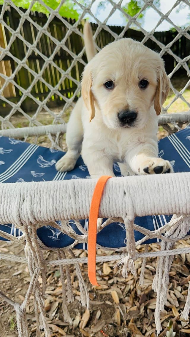 Golden Retriever Puppies media 10