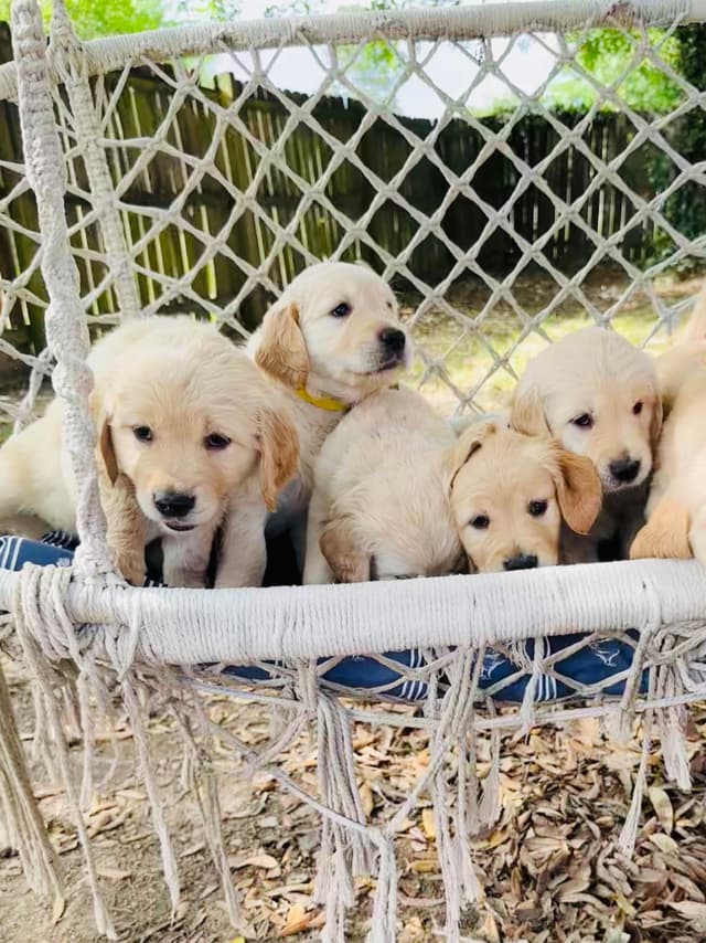 Golden Retriever Puppies media 11