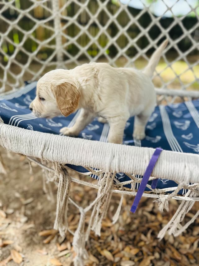 Golden Retriever Puppies media 13