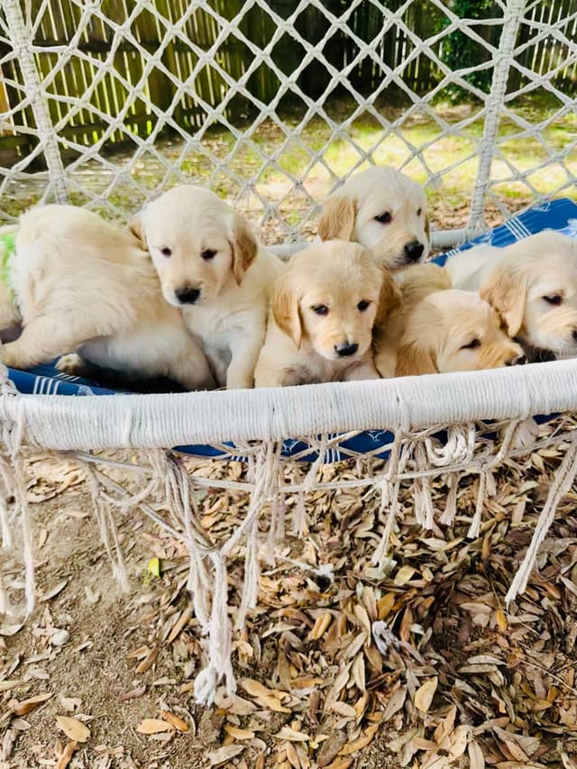 Golden Retriever Puppies media 14