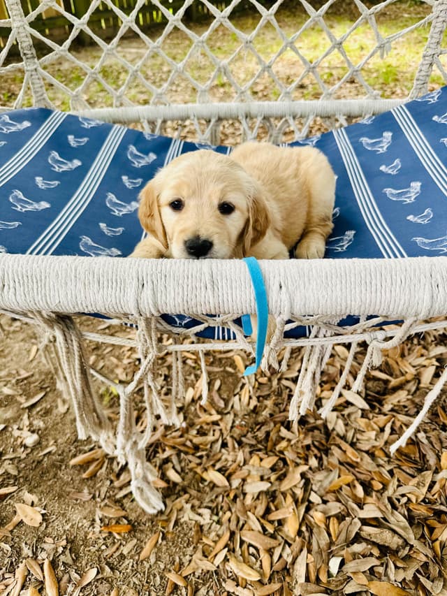 Golden Retriever Puppies media 15