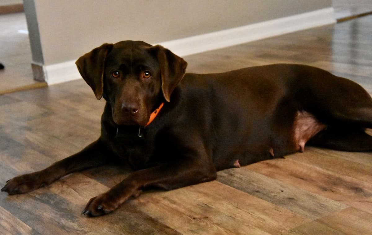 Labrador Retriever Puppies breeder image 7