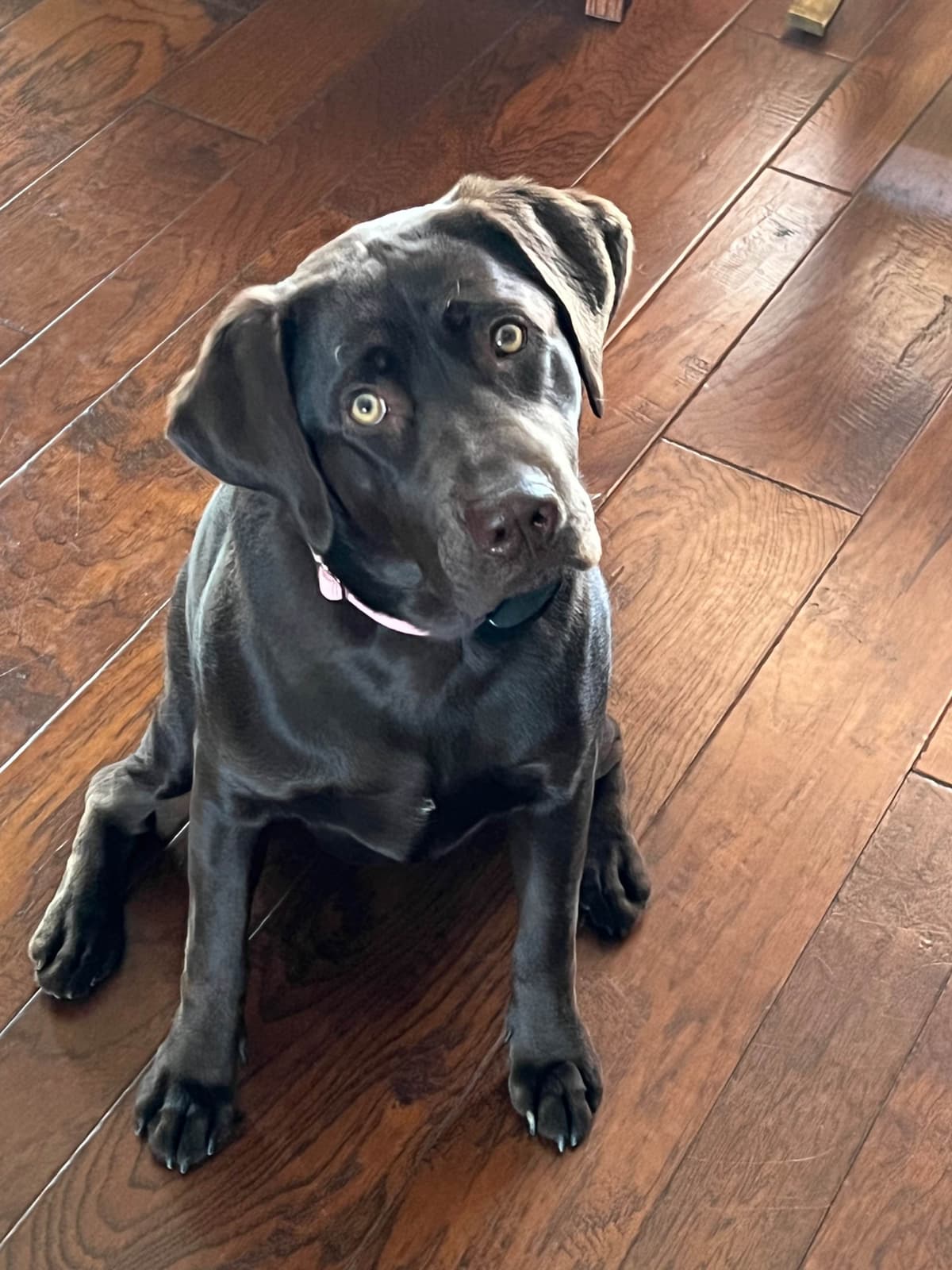 Labrador Retriever Puppies breeder image 9