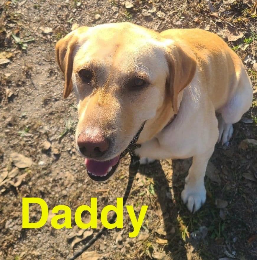 Labrador Retriever Puppies breeder image 11