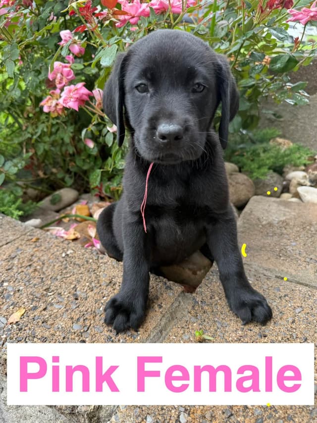 Labrador Retriever Puppies media 2