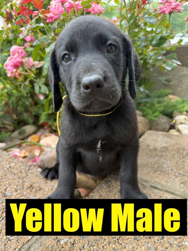 Labrador Retriever Puppies media 3