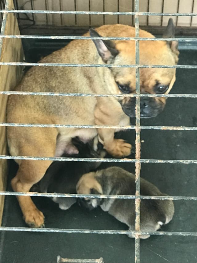 French Bulldog media 2