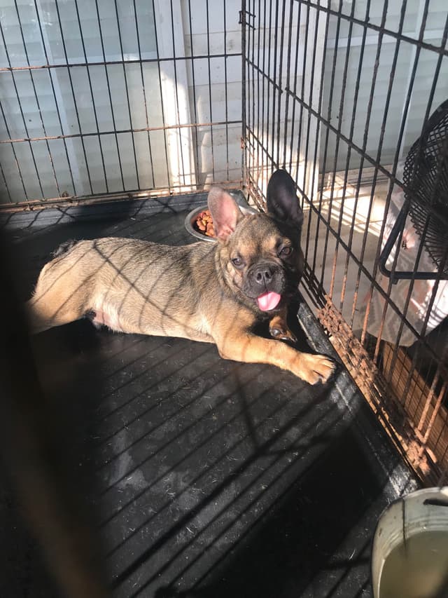 French Bulldog media 4