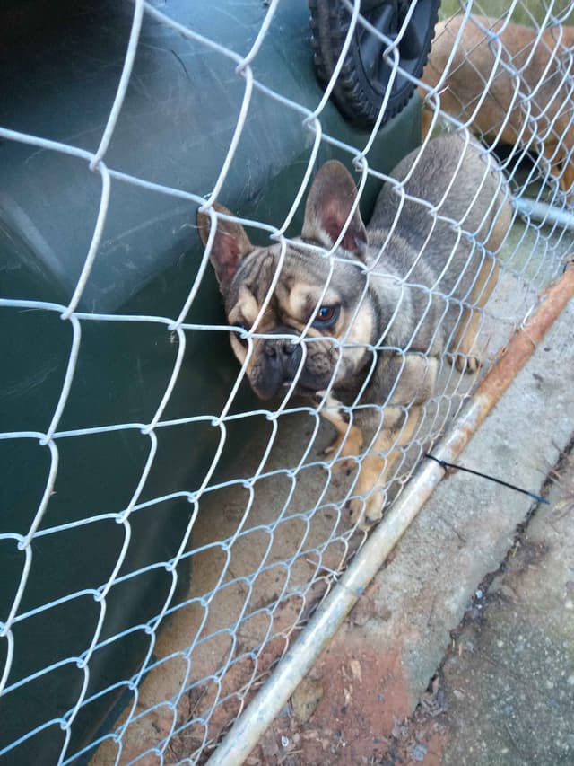 French Bulldog media 7