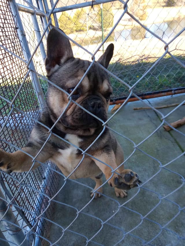 French Bulldog media 8