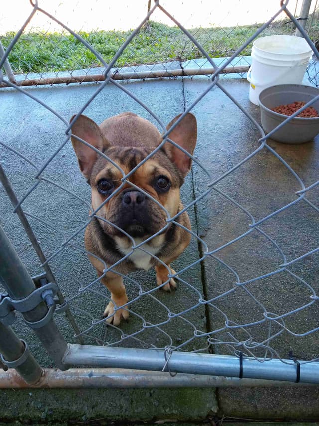 French Bulldog media 9