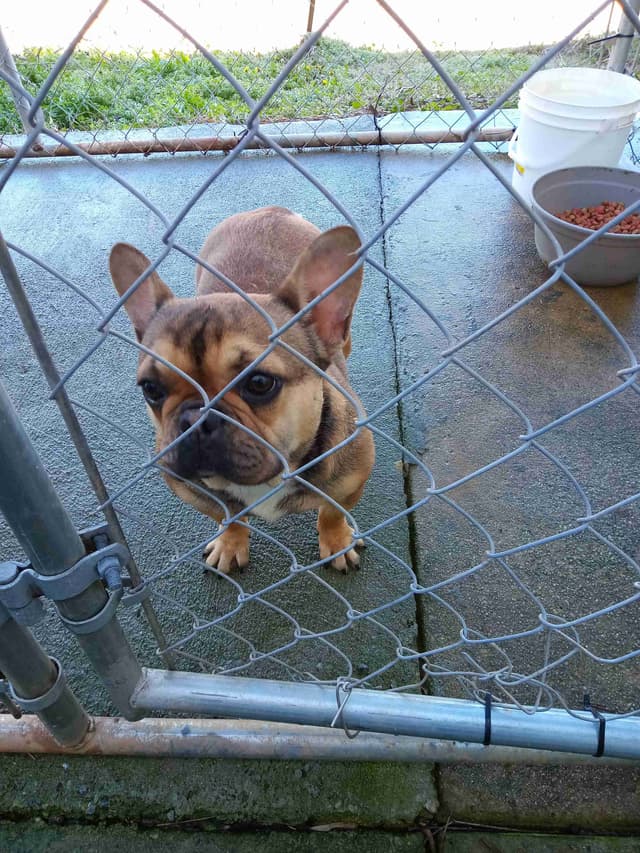 French Bulldog media 10