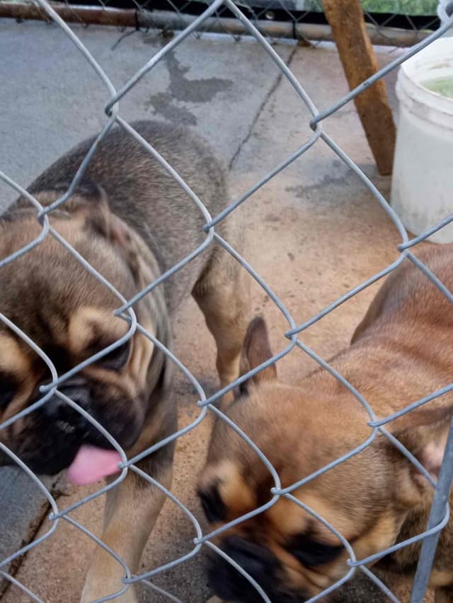 French Bulldog media 11
