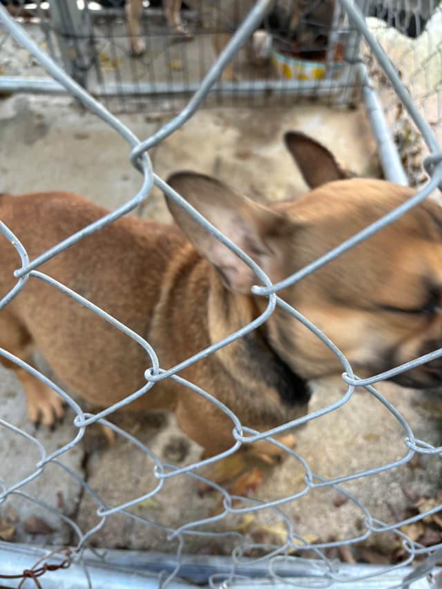 French Bulldog media 14