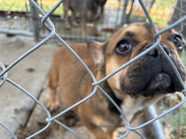 French Bulldog media 15