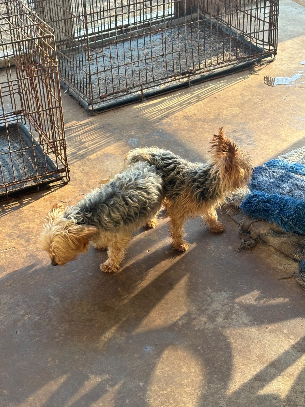 Yorkshire Terrier Puppies breeder image 2