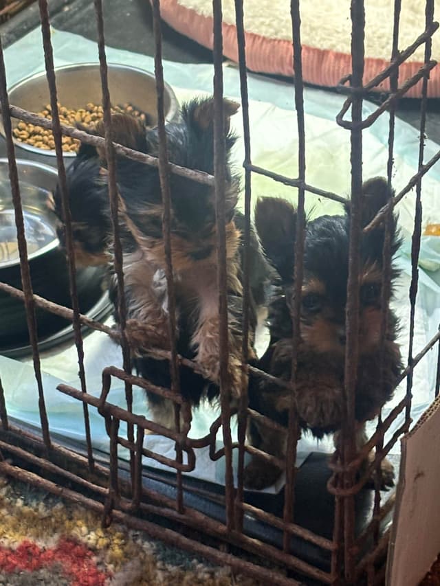Yorkshire Terrier Puppies media 3