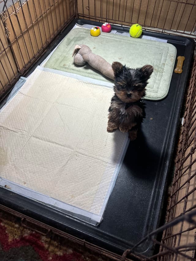 Yorkshire Terrier Puppies media 4