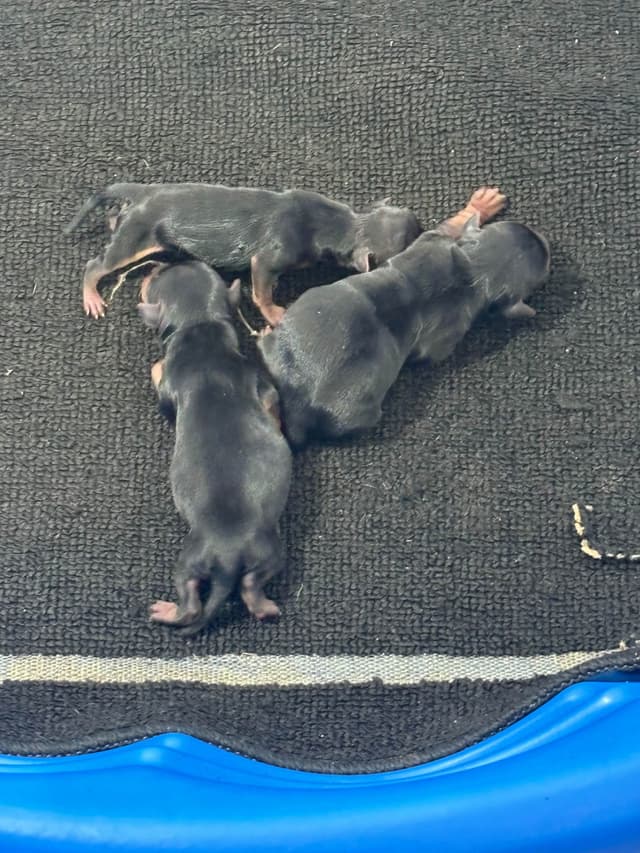 Yorkshire Terrier Puppies media 2