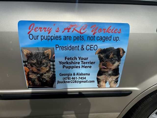 Yorkshire Terrier Puppies media 3