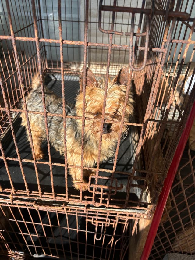 Yorkshire Terrier Puppies media 4