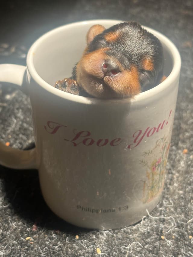 Yorkshire Terrier Puppies media 6