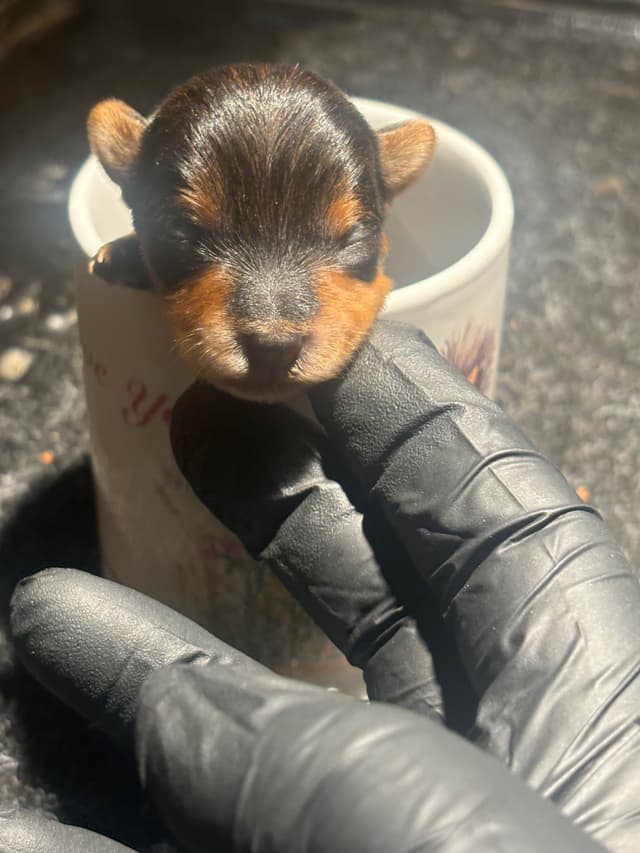 Yorkshire Terrier Puppies media 7