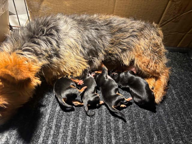Yorkshire Terrier Puppies media 9