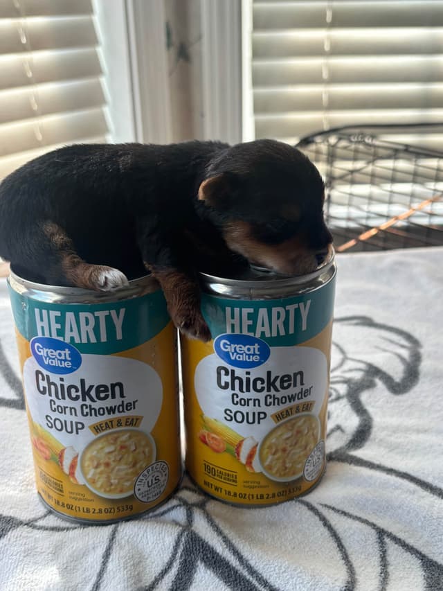 Yorkshire Terrier Puppies media 6