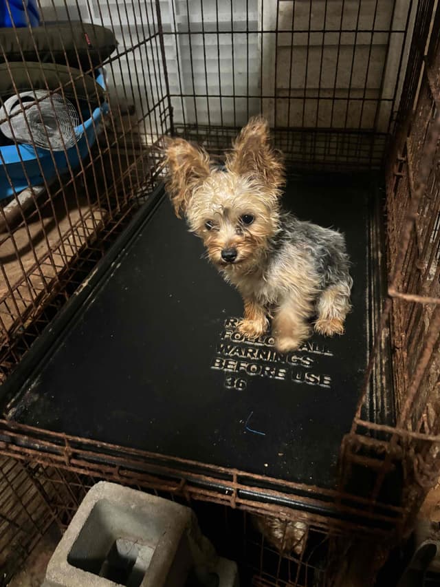 Yorkshire Terrier Puppies media 5