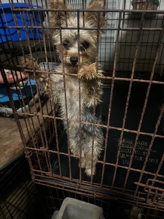 Yorkshire Terrier Puppies media 6