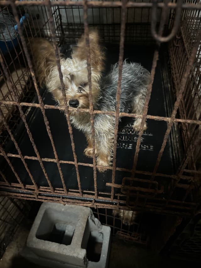 Yorkshire Terrier Puppies media 7