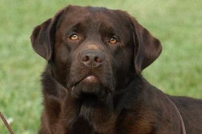 Yellow English Male Puppy Available! breeder image 5