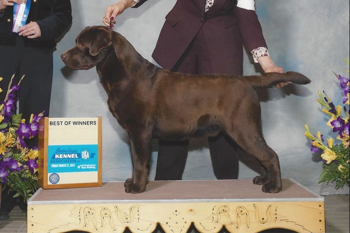 Yellow English Male Puppy Available! breeder image 4