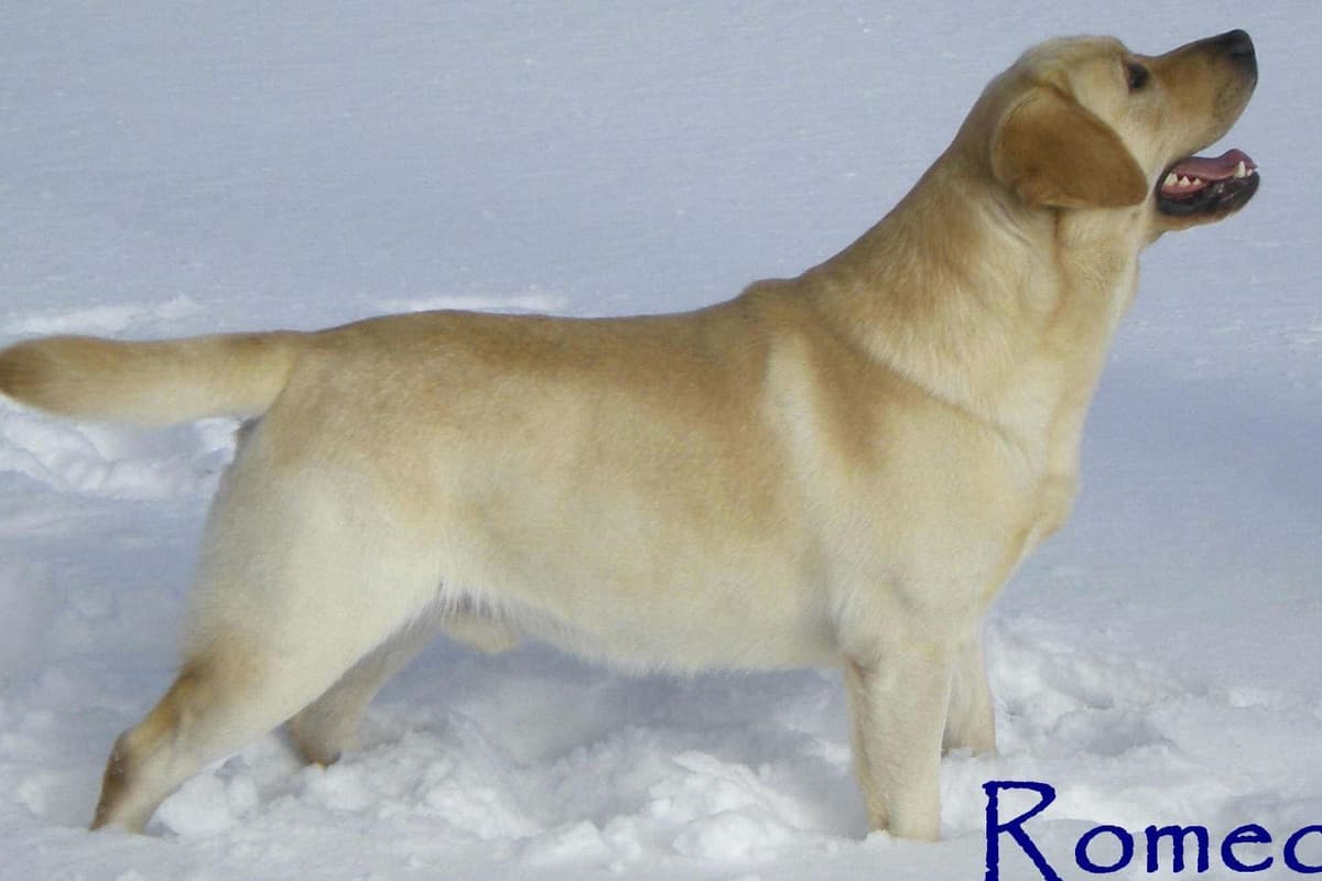 Yellow English Male Puppy Available! breeder image 3