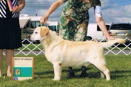 Yellow English Male Puppy Available! breeder image 2