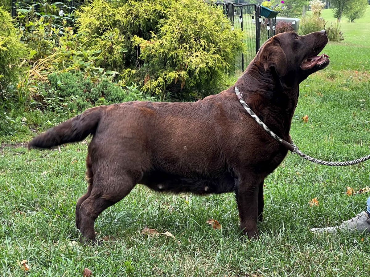 Yellow English Male Puppy Available! breeder image 8