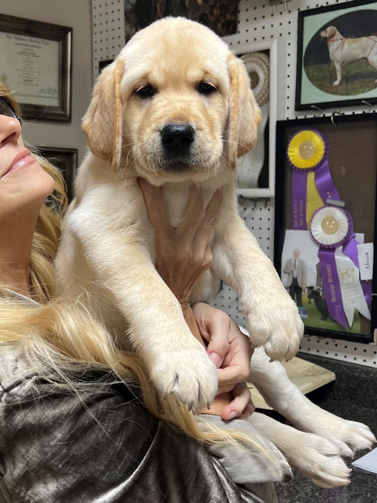 Yellow English Male Puppy Available! breeder image 9