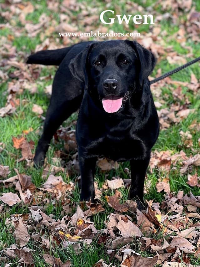 Chocolate English Lab Female Puppy Available! media 2