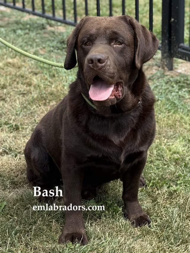 Chocolate English Lab Female Puppy Available! media 3