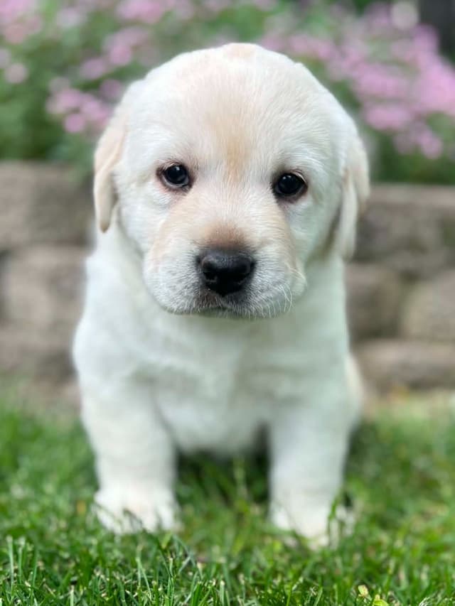 Yellow English Male Puppy Available! media 6