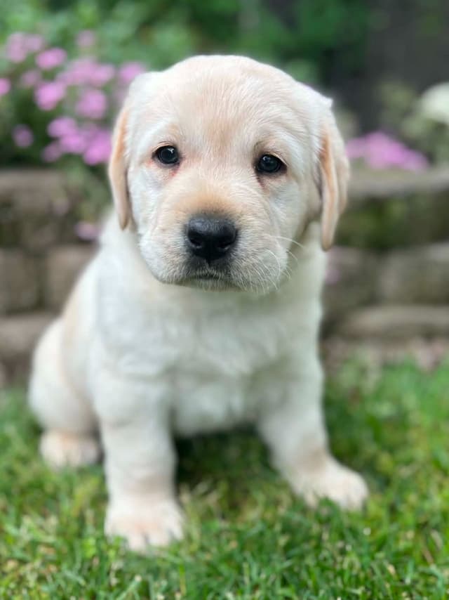 Yellow English Male Puppy Available! media 5