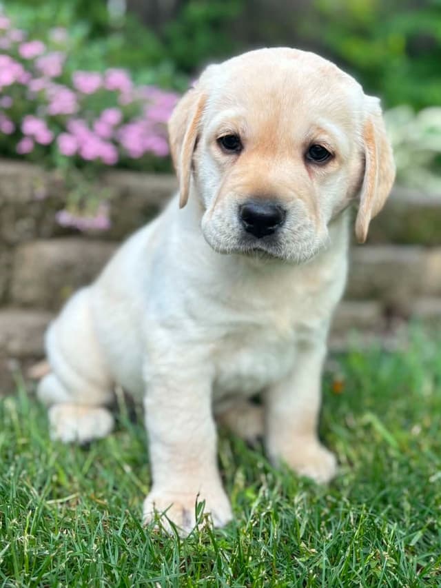 Yellow English Male Puppy Available! media 7