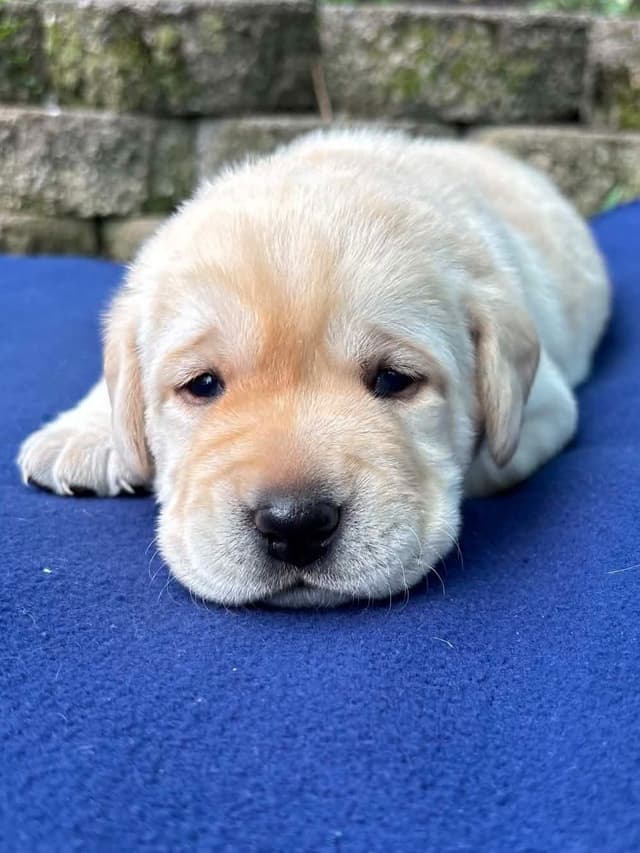 Yellow English Male Puppy Available! media 8