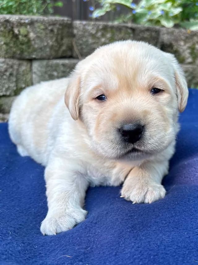 Yellow English Male Puppy Available! media 11