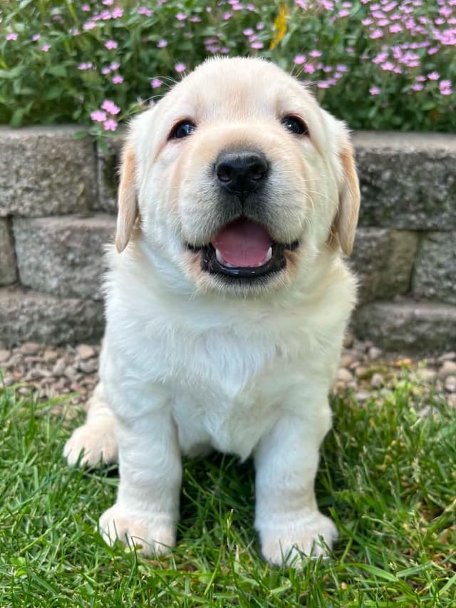 Yellow English Male Puppy Available! media 9