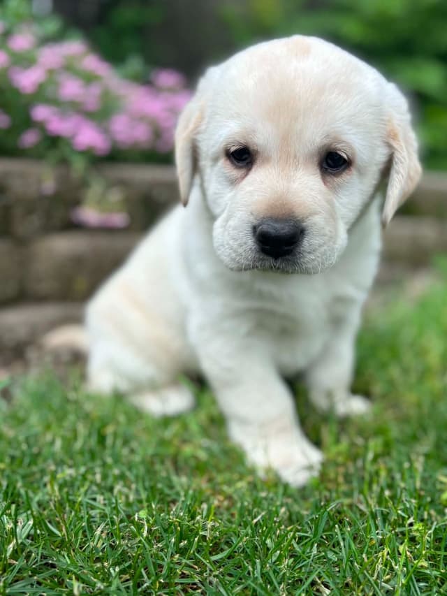 Yellow English Male Puppy Available! media 12