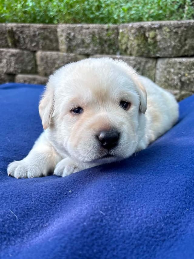Yellow English Male Puppy Available! media 10