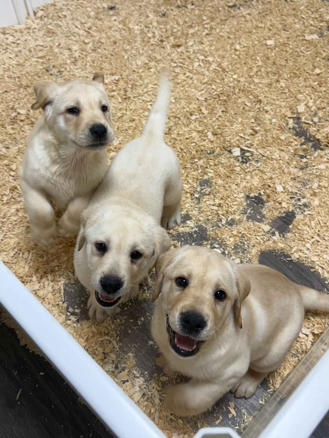 Yellow English Male Puppy Available! media 2