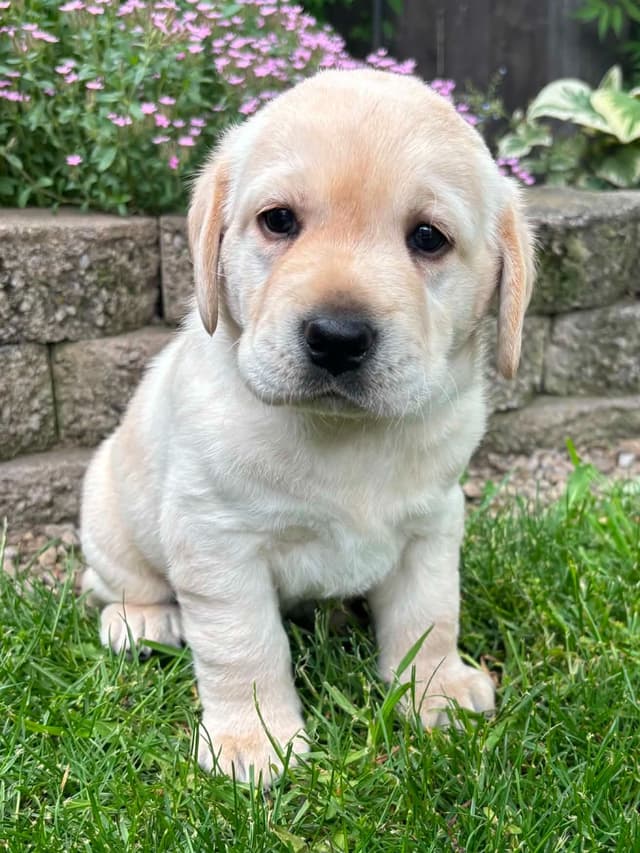 Yellow English Male Puppy Available! media 13